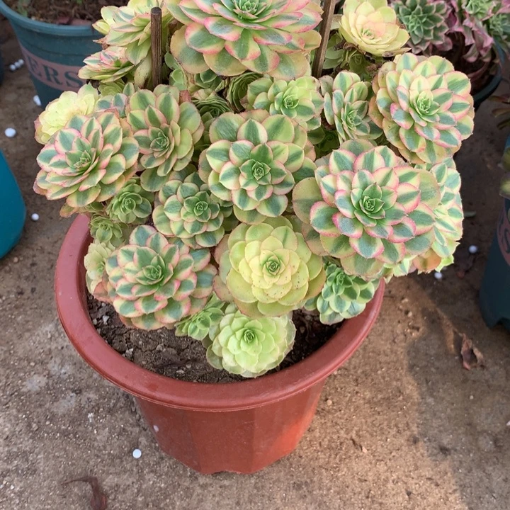 147雨荷多肉植物特价