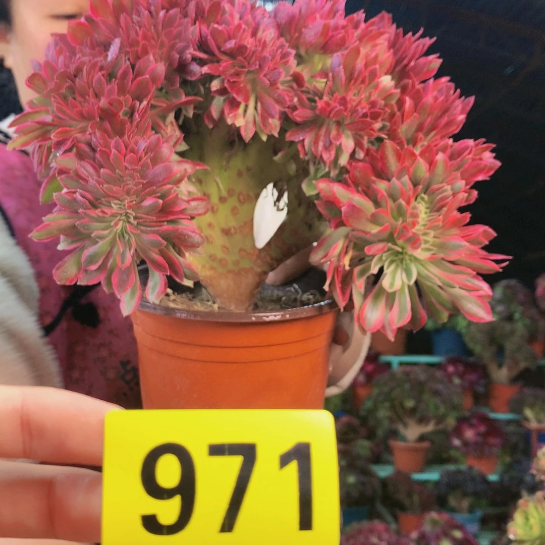 柒哥多肉法师不包侧断枝971