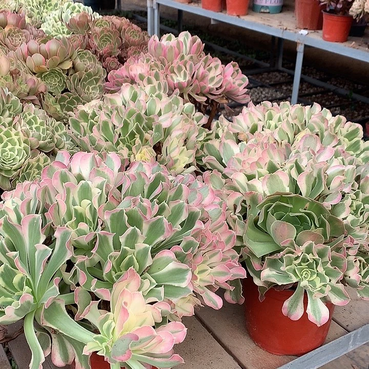 白凤多肉法师锦一颗