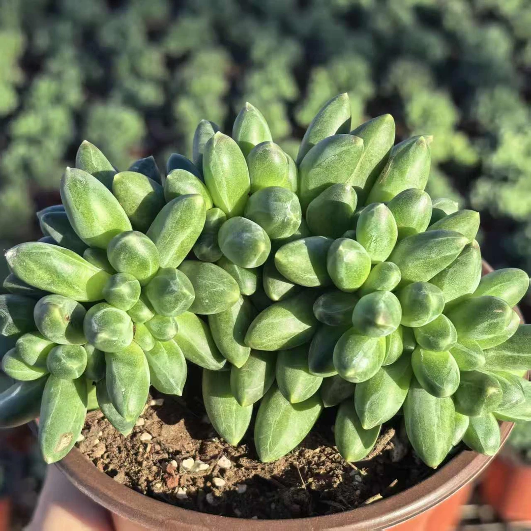 【千代田之松缀化】 多肉植物 绿植盆栽