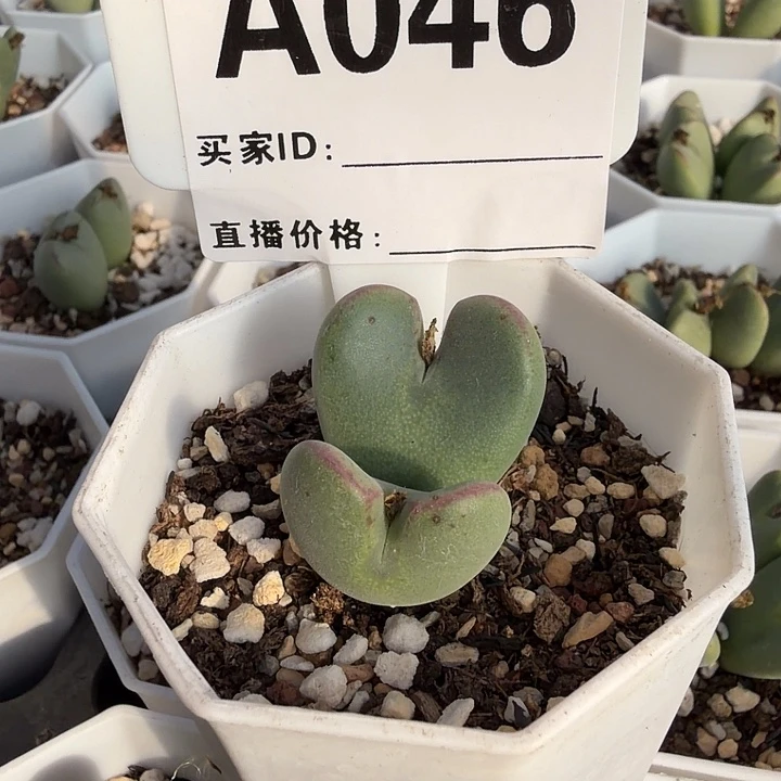 疯***肉多肉植物的生长发育