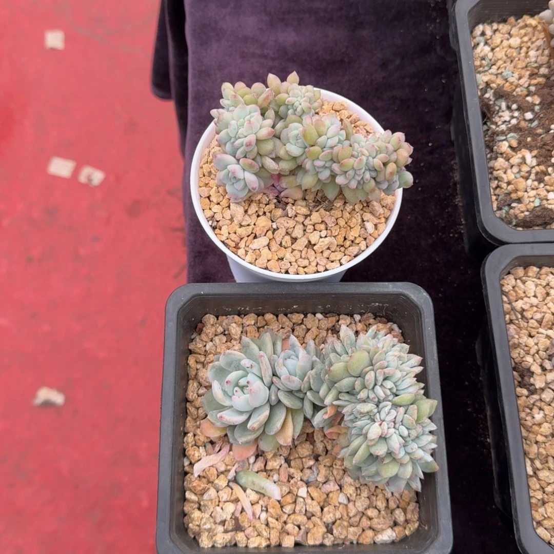 2颗一起一物一拍的