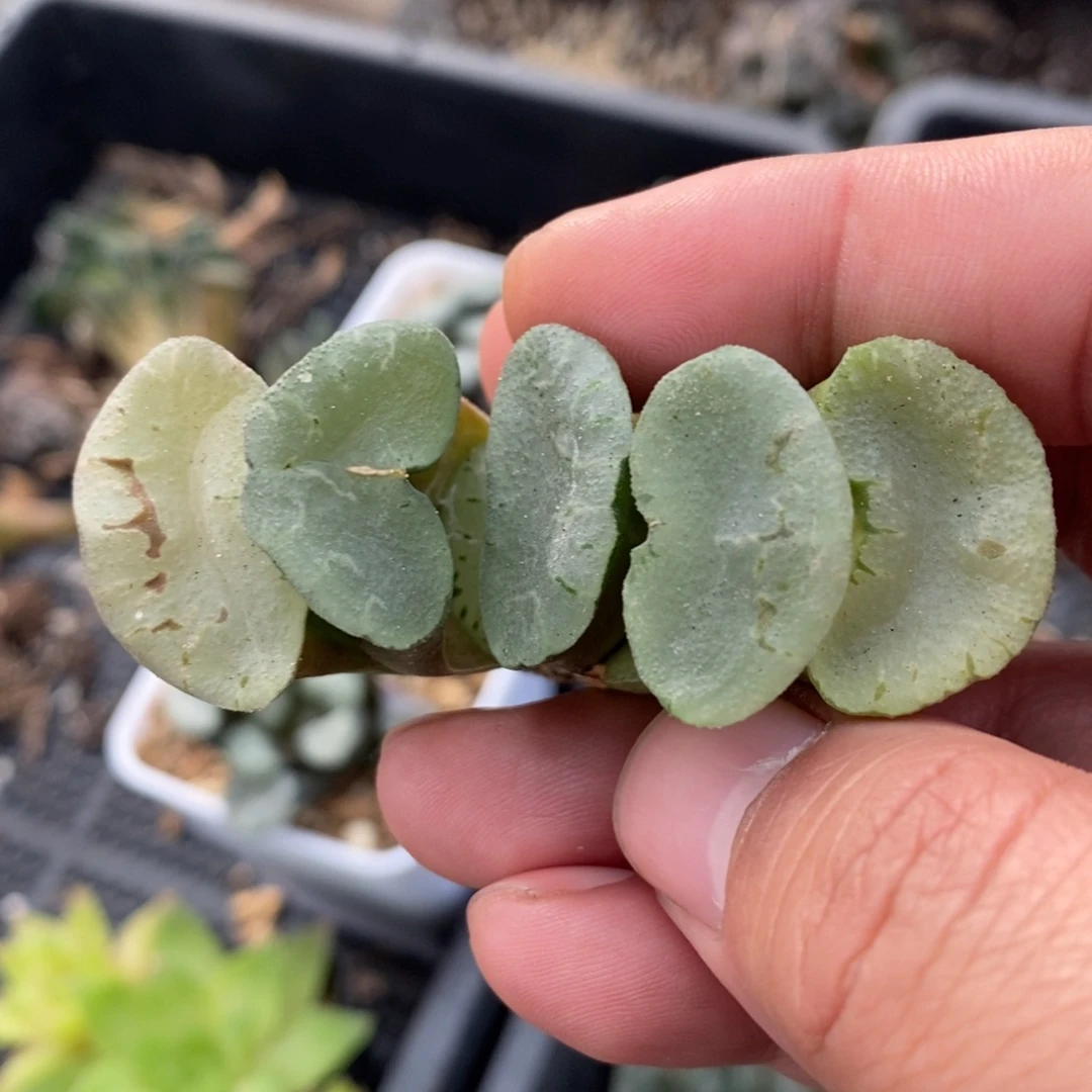 一颗大蓝镜玉扇。