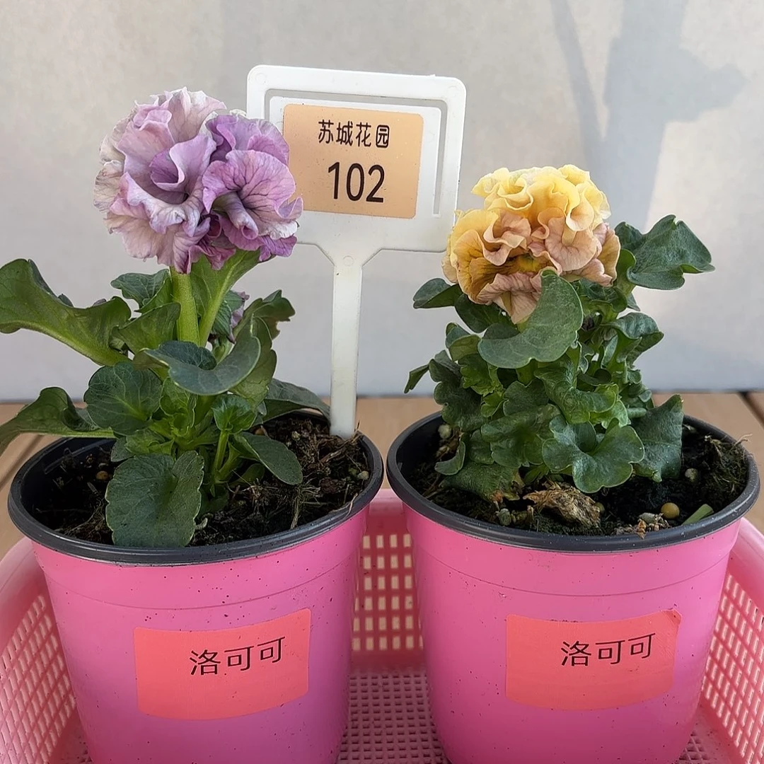 大部分开放少量花苞102