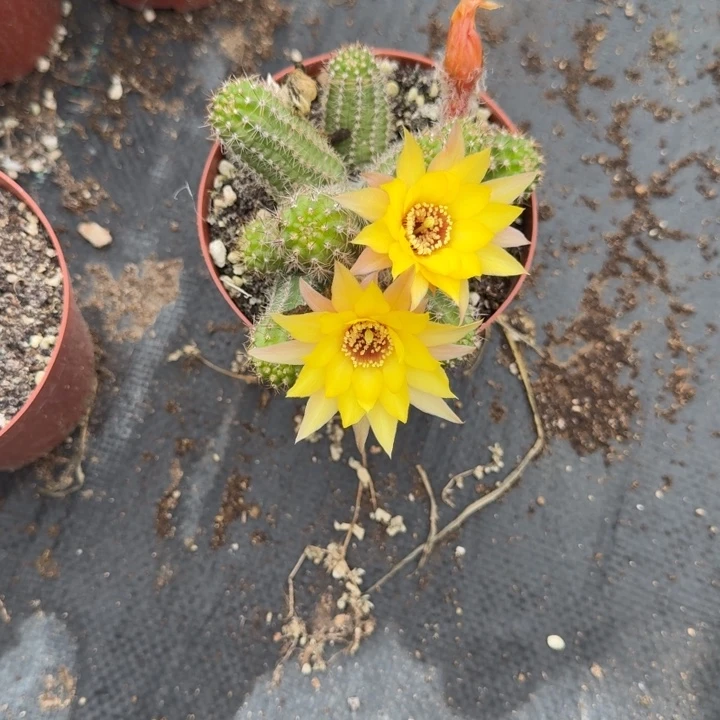 白檀仙人掌群生318