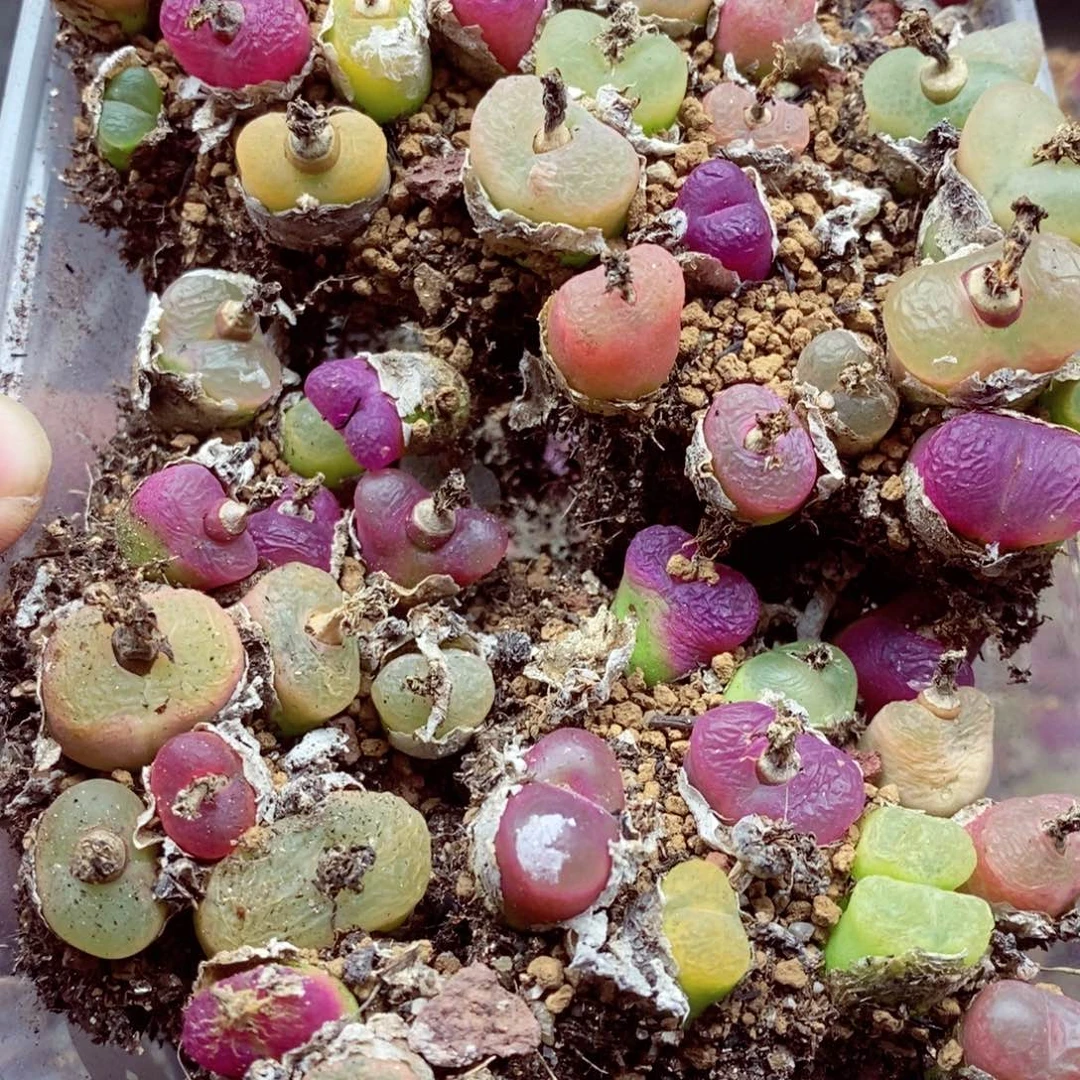 u****4我的小姐姐们都是867