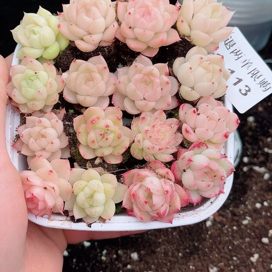 1-113 新疆西藏内蒙不发12.8包邮