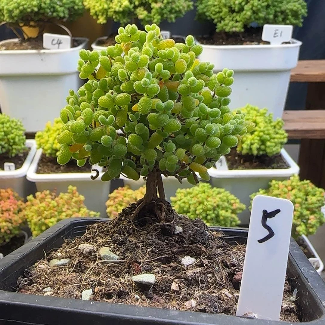 金桔糖球一物一拍