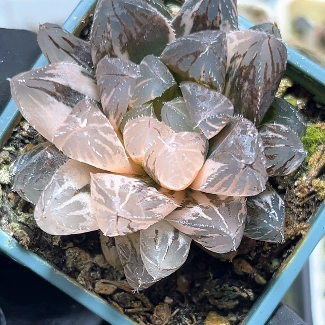 恭喜发财大吉大利4032
