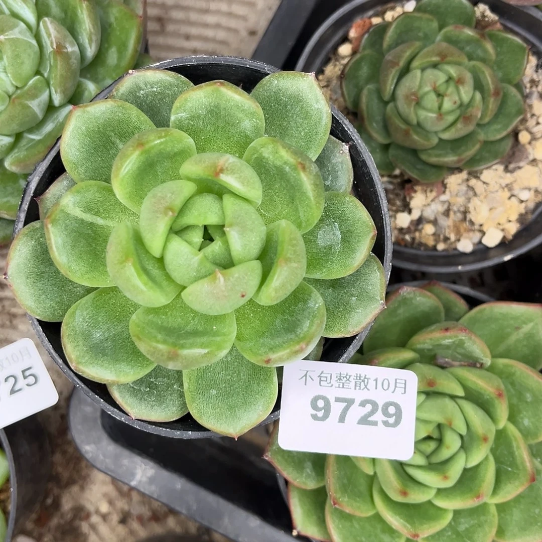 勇***你阿雅园艺。       9729