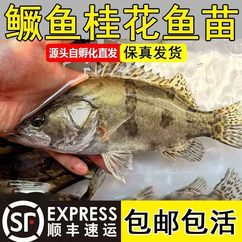 【假一赔十】正品发货鳜鱼翘嘴鳜白鳜观赏红纹可养殖食用肉食性鱼类