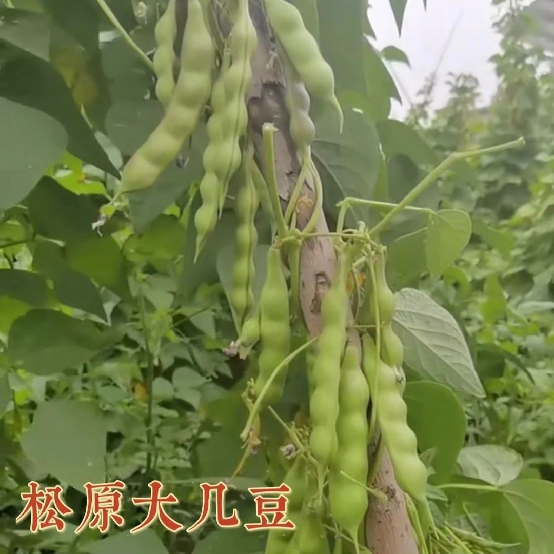 东北新鲜油豆角几豆角嘎达豆新鲜现摘现发豆角焖面
