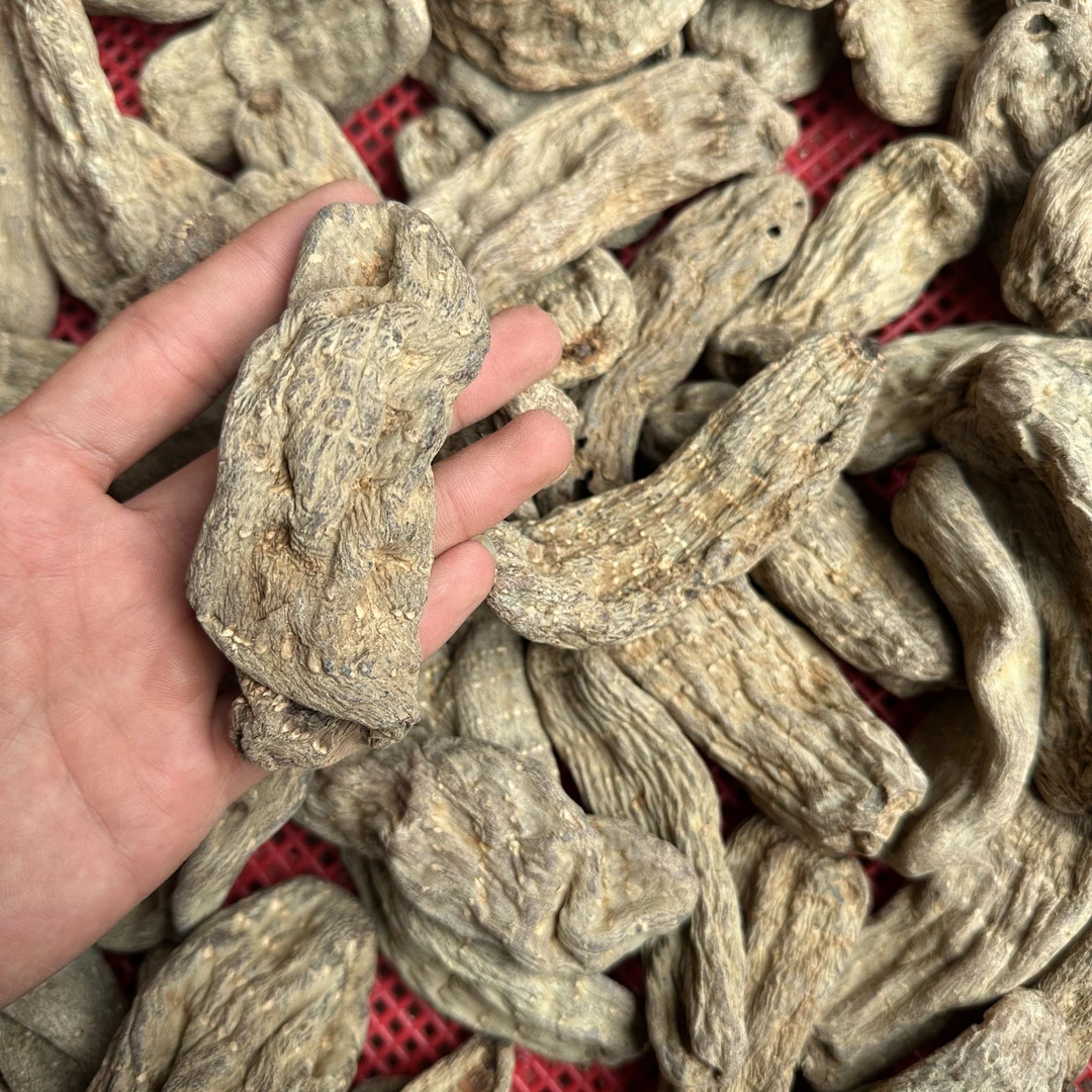 中缅边缘 云南高山 乌天麻