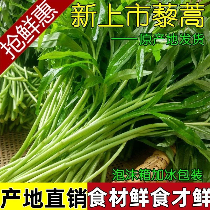 【顺丰快递】新鲜芦蒿湖北特产农家自种泥蒿藜蒿 芦蒿坏烂包赔