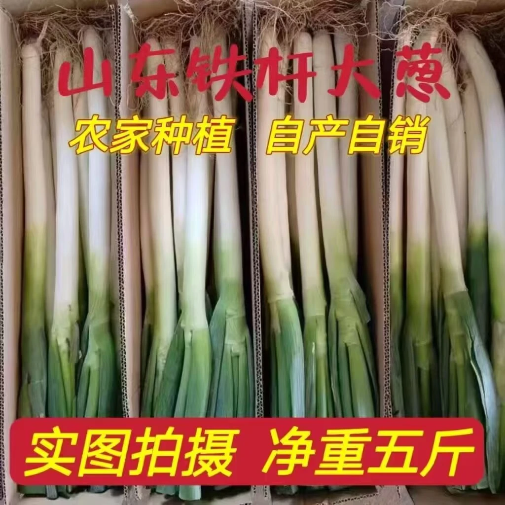 【5斤现挖现发】山东铁杆大葱清甜微辣蘸酱葱新鲜大葱农家种植