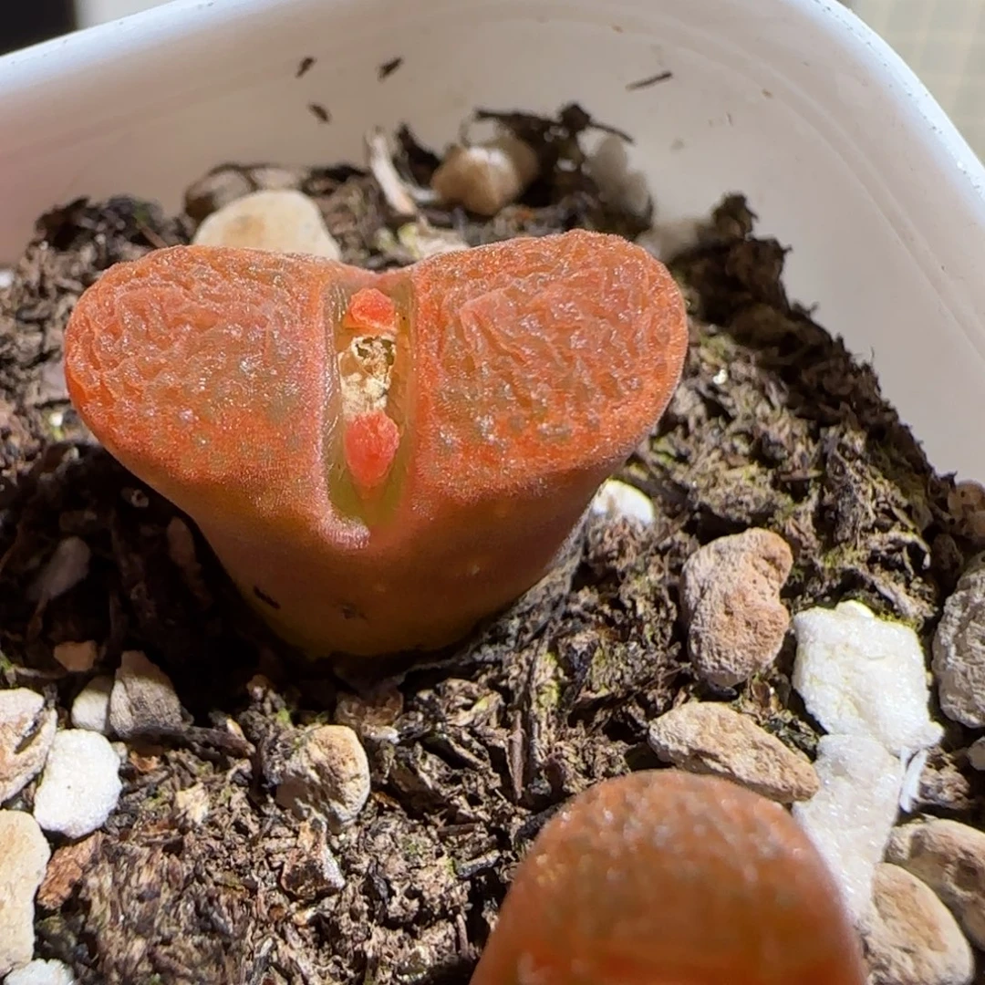 肉锥多肉植物百科-蛋糕1315