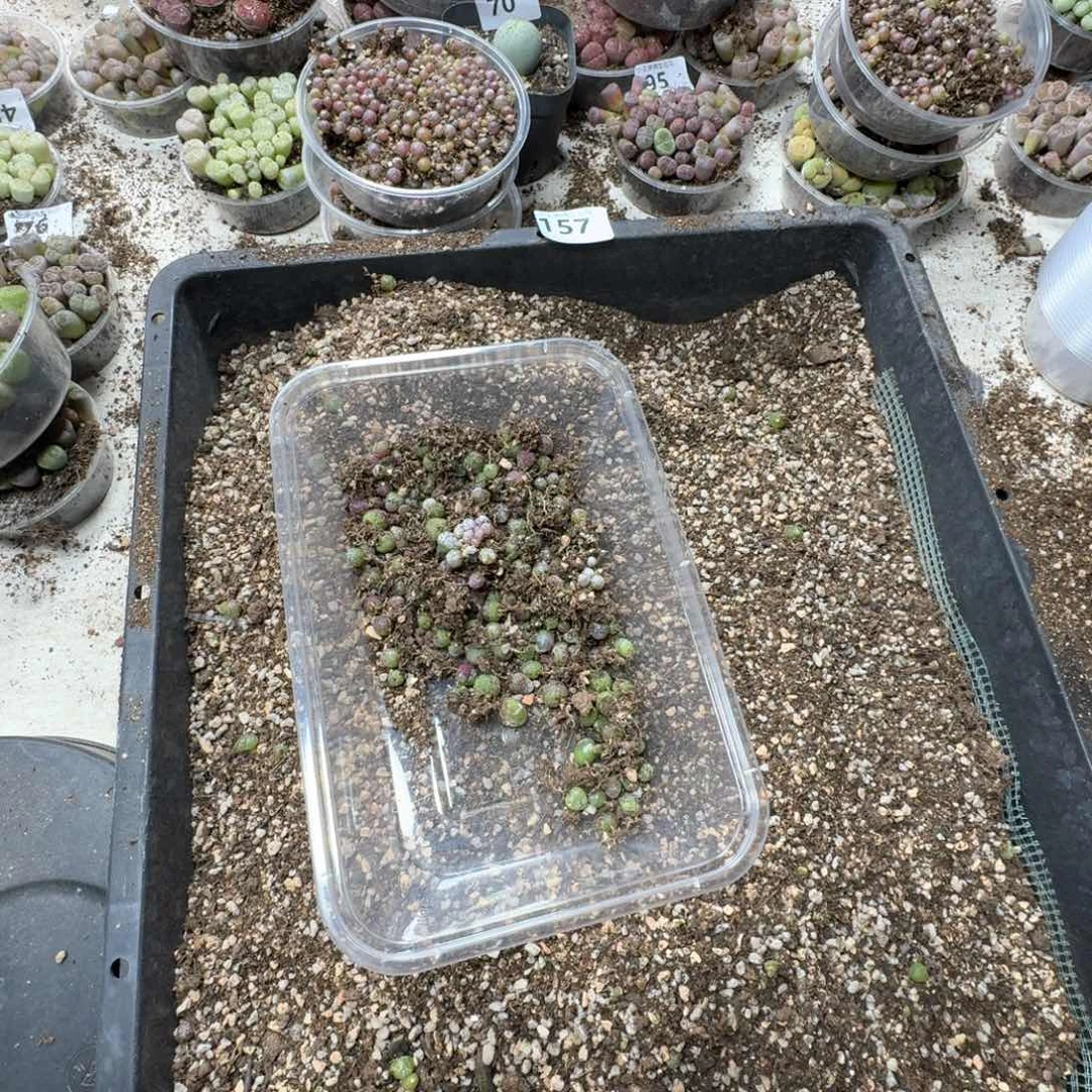 n***酪157。小灯泡脱土发货