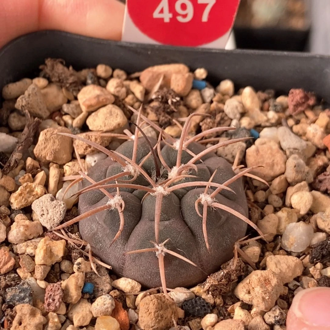 实生紫肌天平丸2.9cm