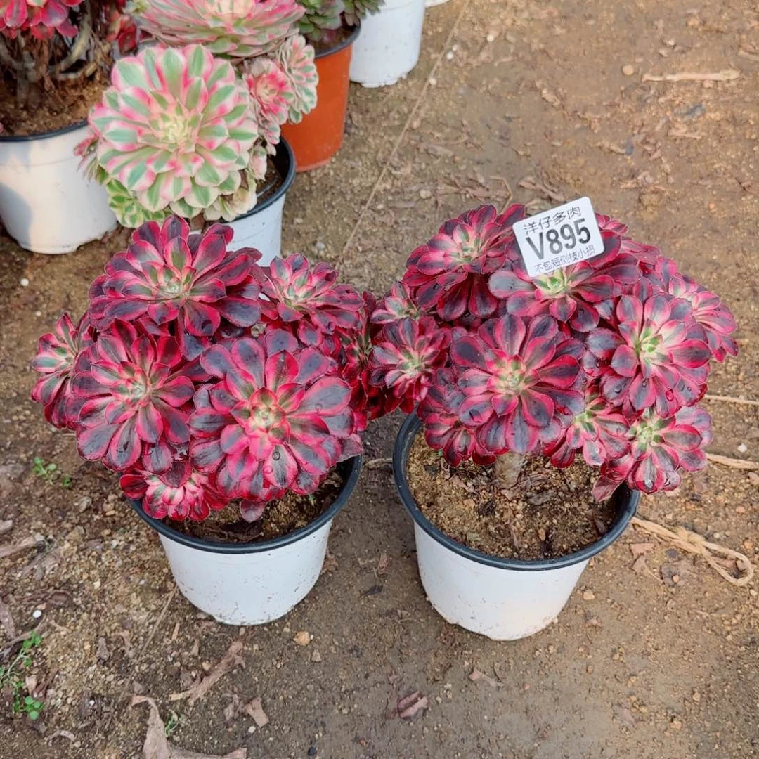 丽娜法师895冠幅20