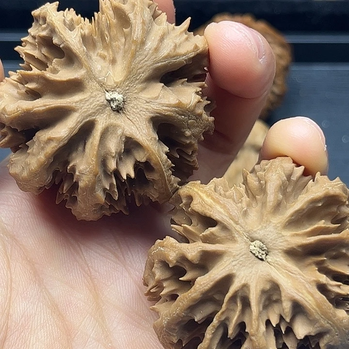 核桃秦岭突突突突突突突