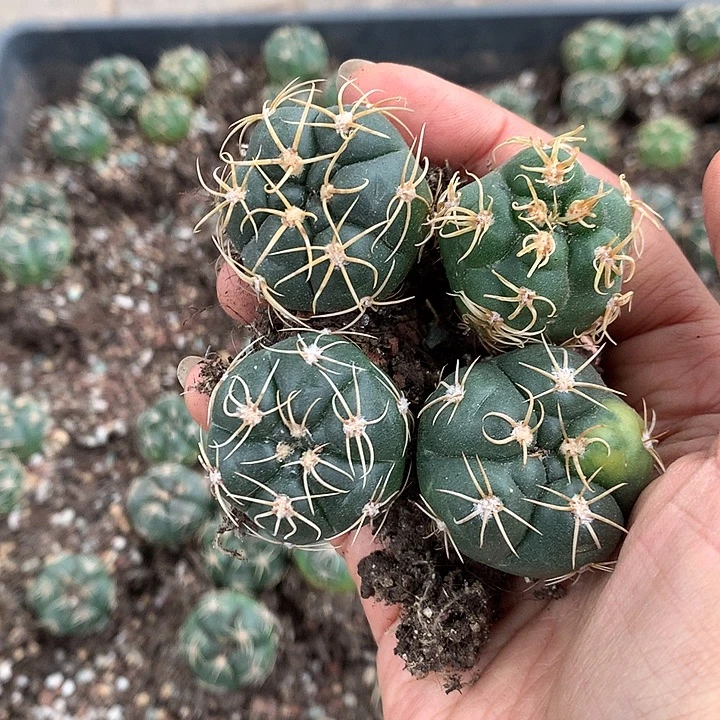 随心专拍脱土发货