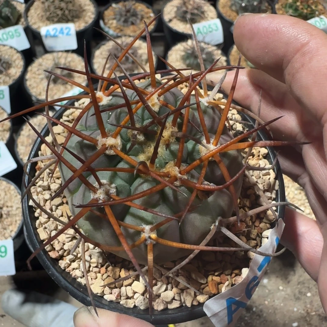 摩天龙 实生仙人球674