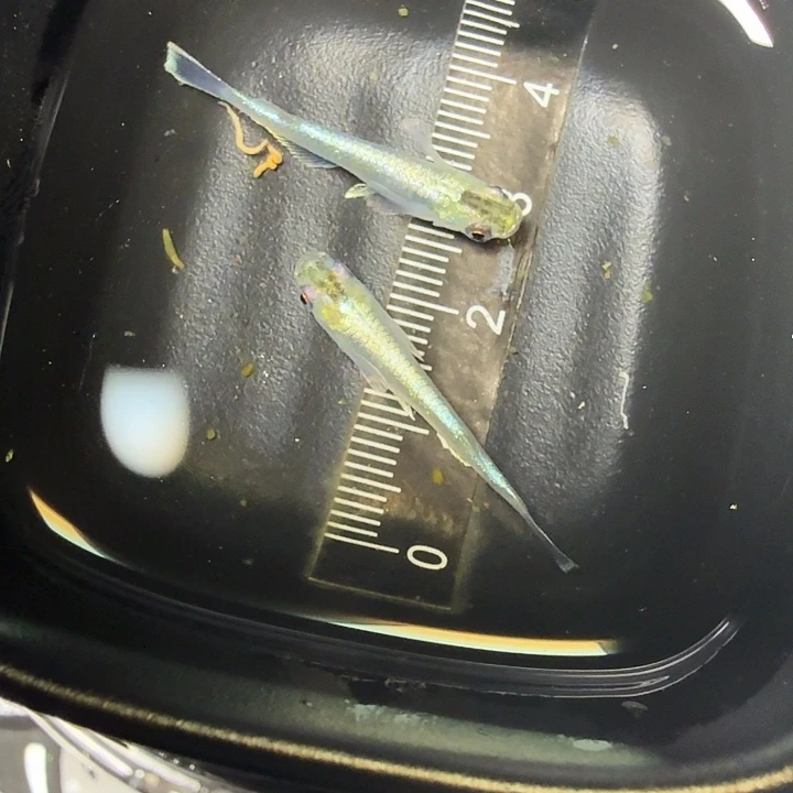 青鳉鱼47号拍品祖母绿