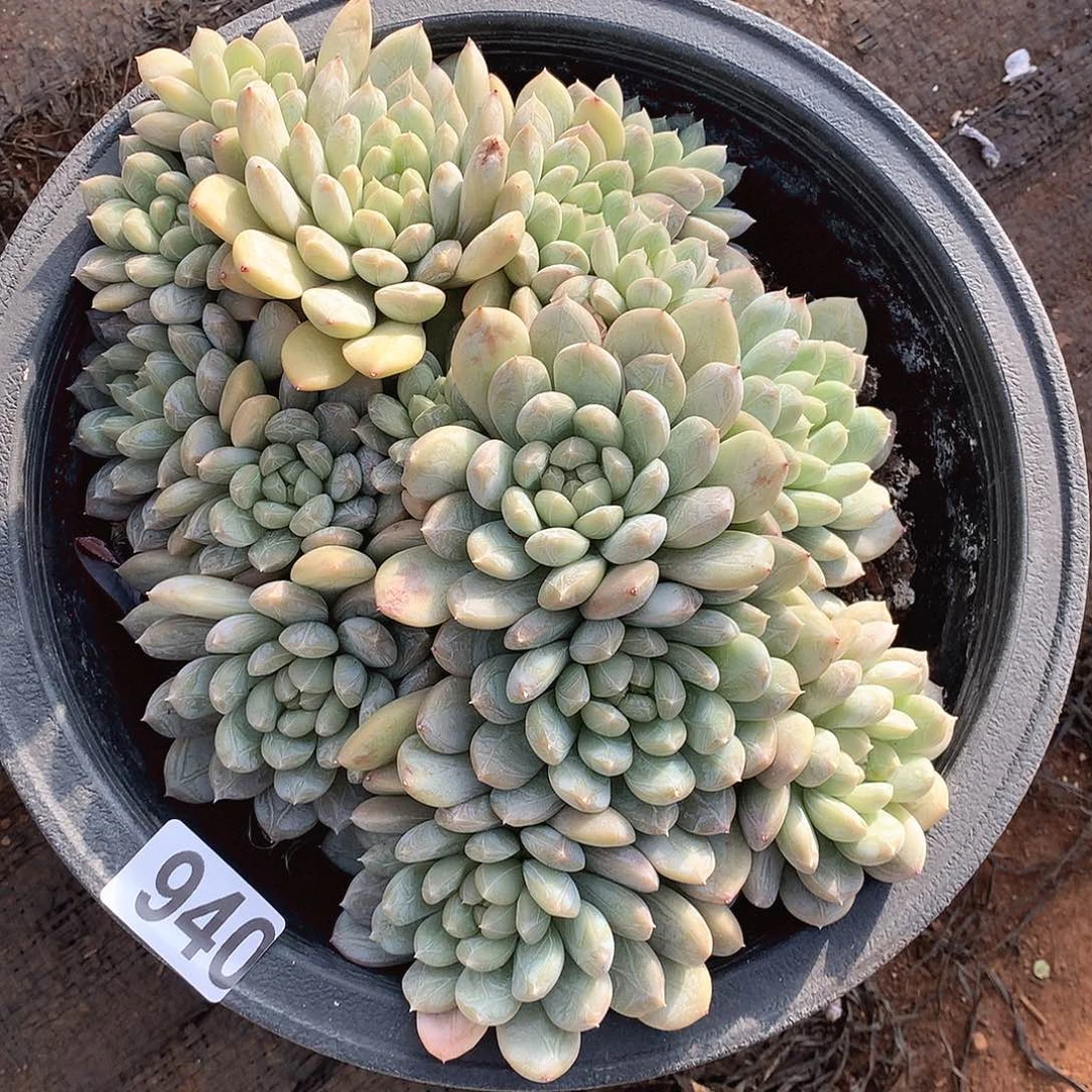 940翡翠一物一拍多肉