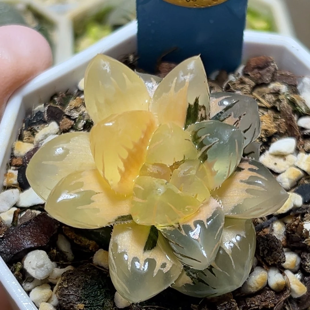 恭喜发财大吉大利0134水中月