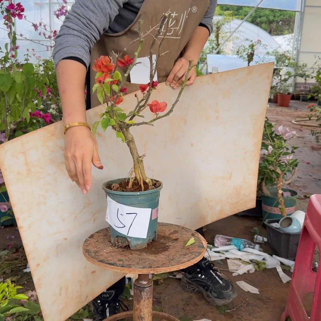 大部分花苞少量开放不甜西瓜 57