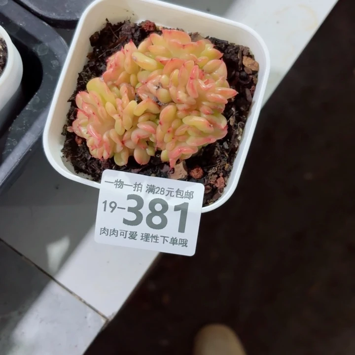 腊牡丹多肉无盆土发货多肉多