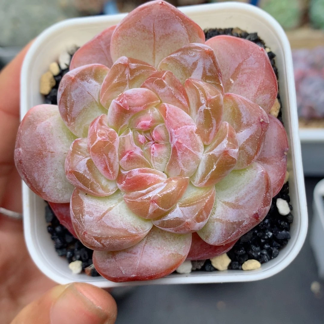 58包邮 群生不包整28