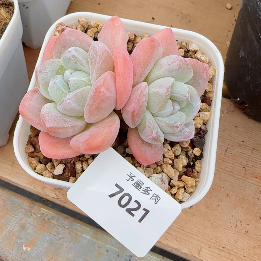 冰玉无砍，7021多肉植物