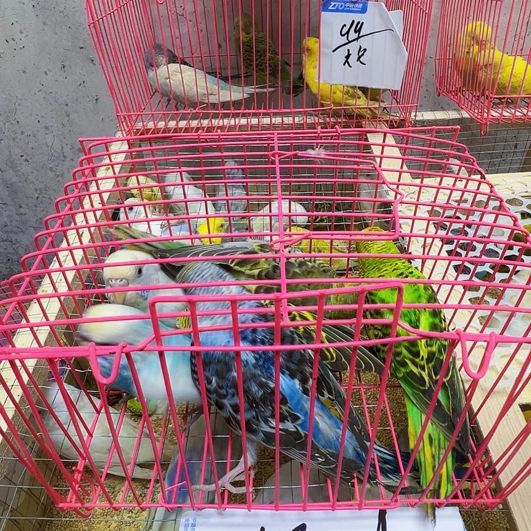 虎皮鹦鹉大瑕疵包活到家