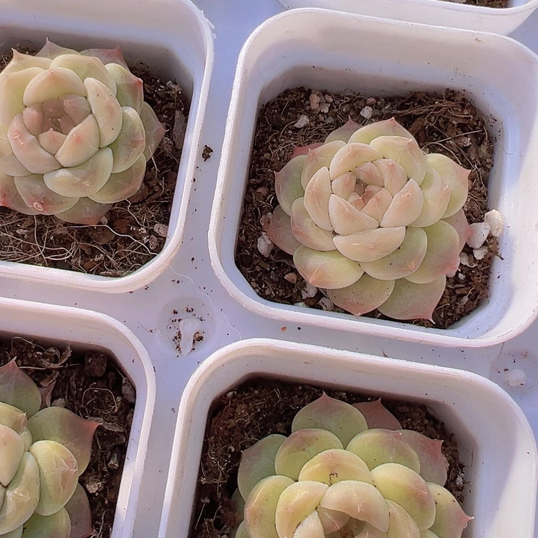 冰雪龙19包邮炖肉