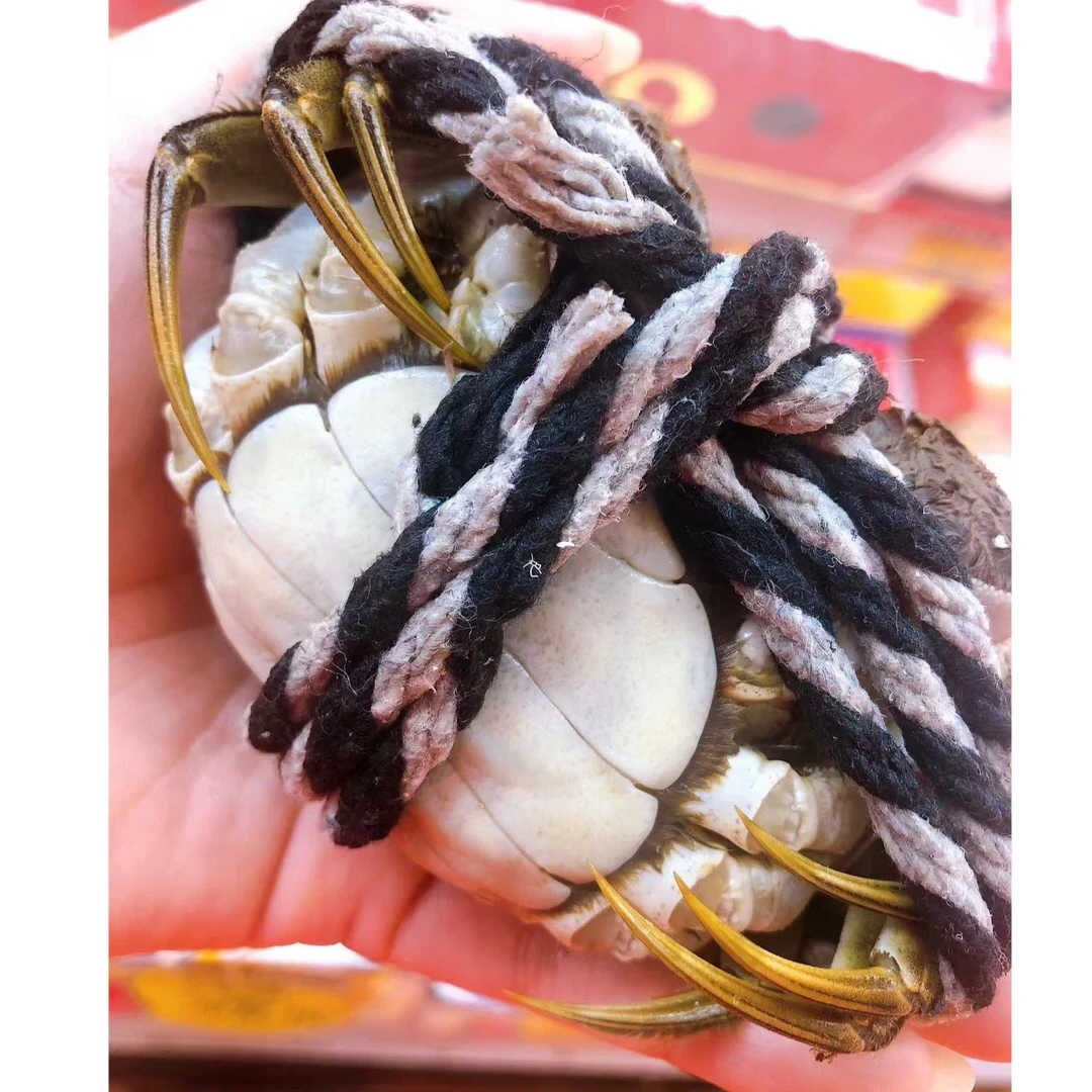 鲜活江苏大闸蟹全母蟹58元1只5.5两母规格