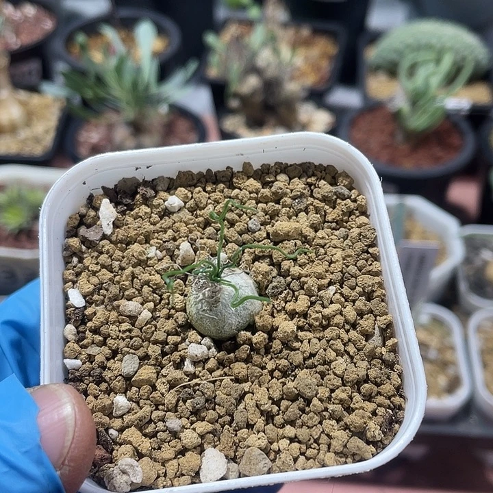 628泰迪熊迷你海葱