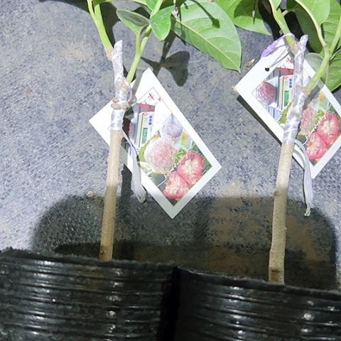 无花朵昔**追370547