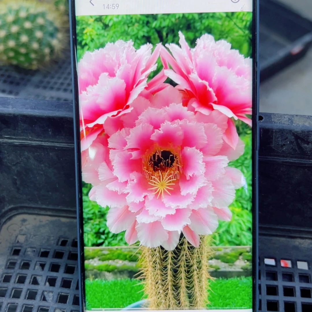 下39毛大仙女歪无根侧芽4公分左右20包邮