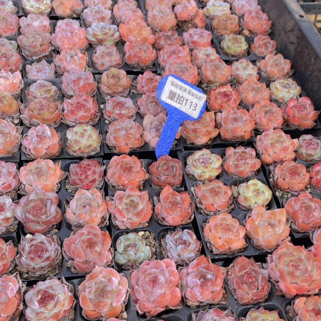 量拍113号 精品糖心组合6个