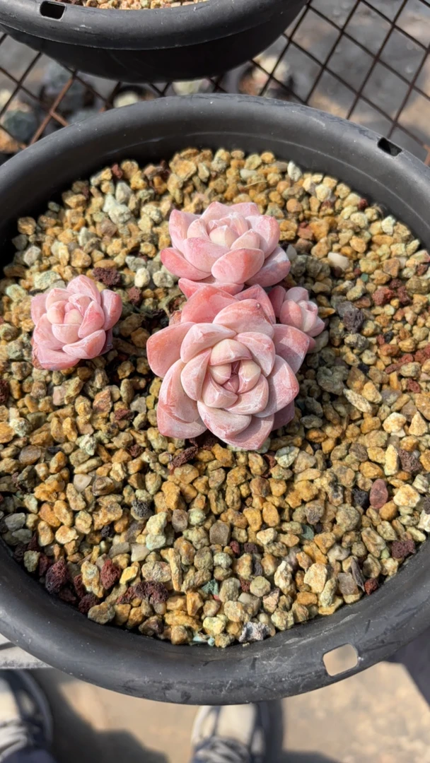 Luv冰玉多肉专拍