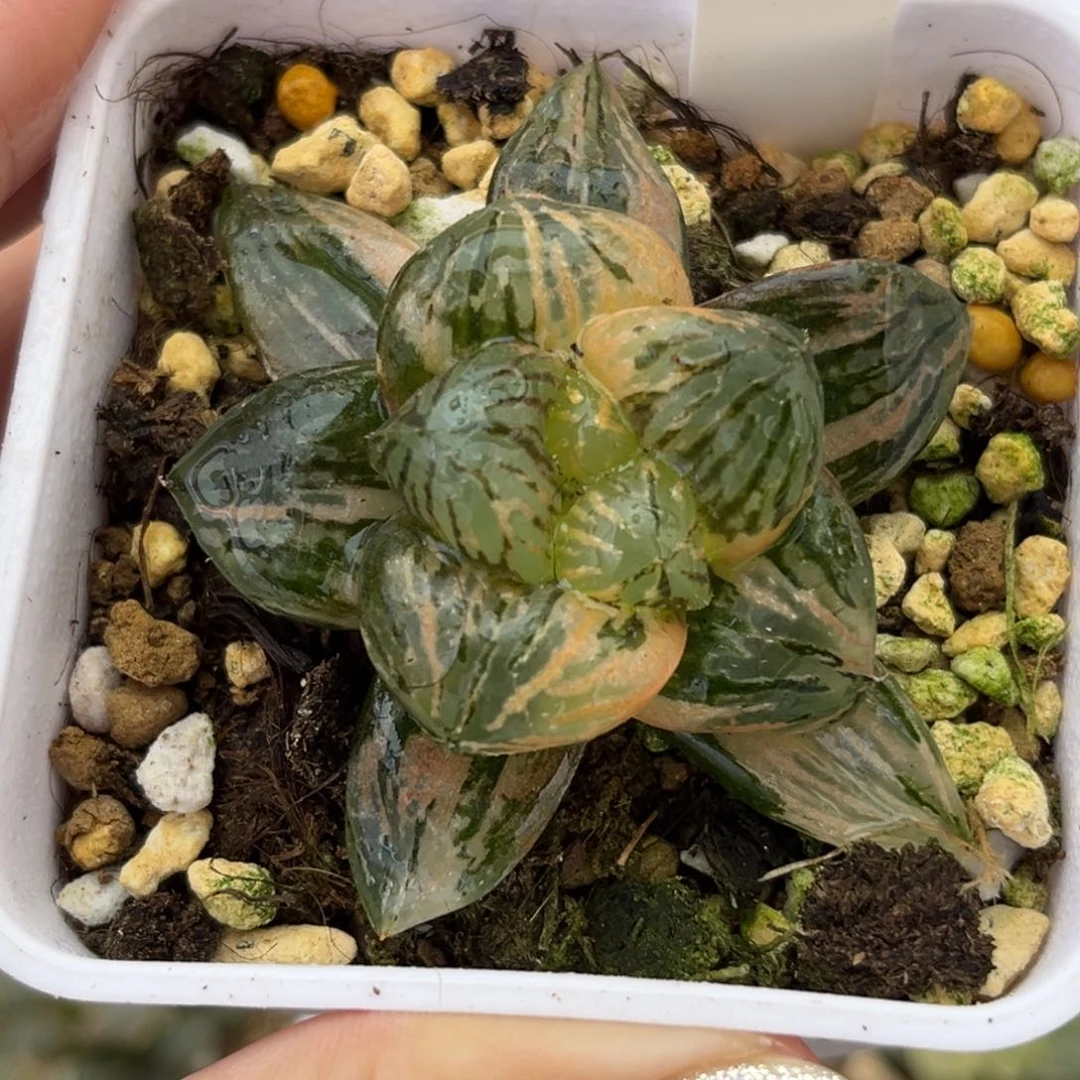 30玉潭寿锦哈哈哈哈哈哈