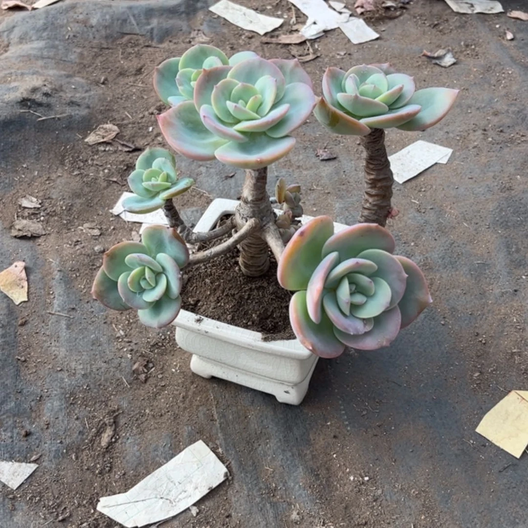 【闪购商品】无花朵奚**家