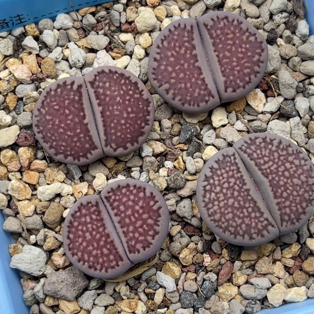 4611紫巴里四颗。