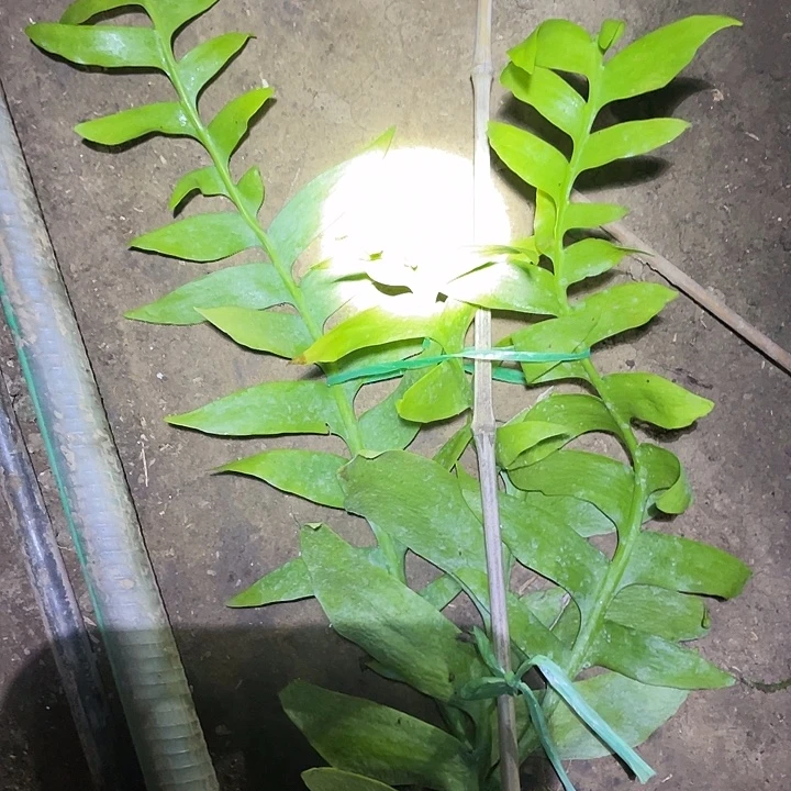 令箭荷花盆栽昆布苗子