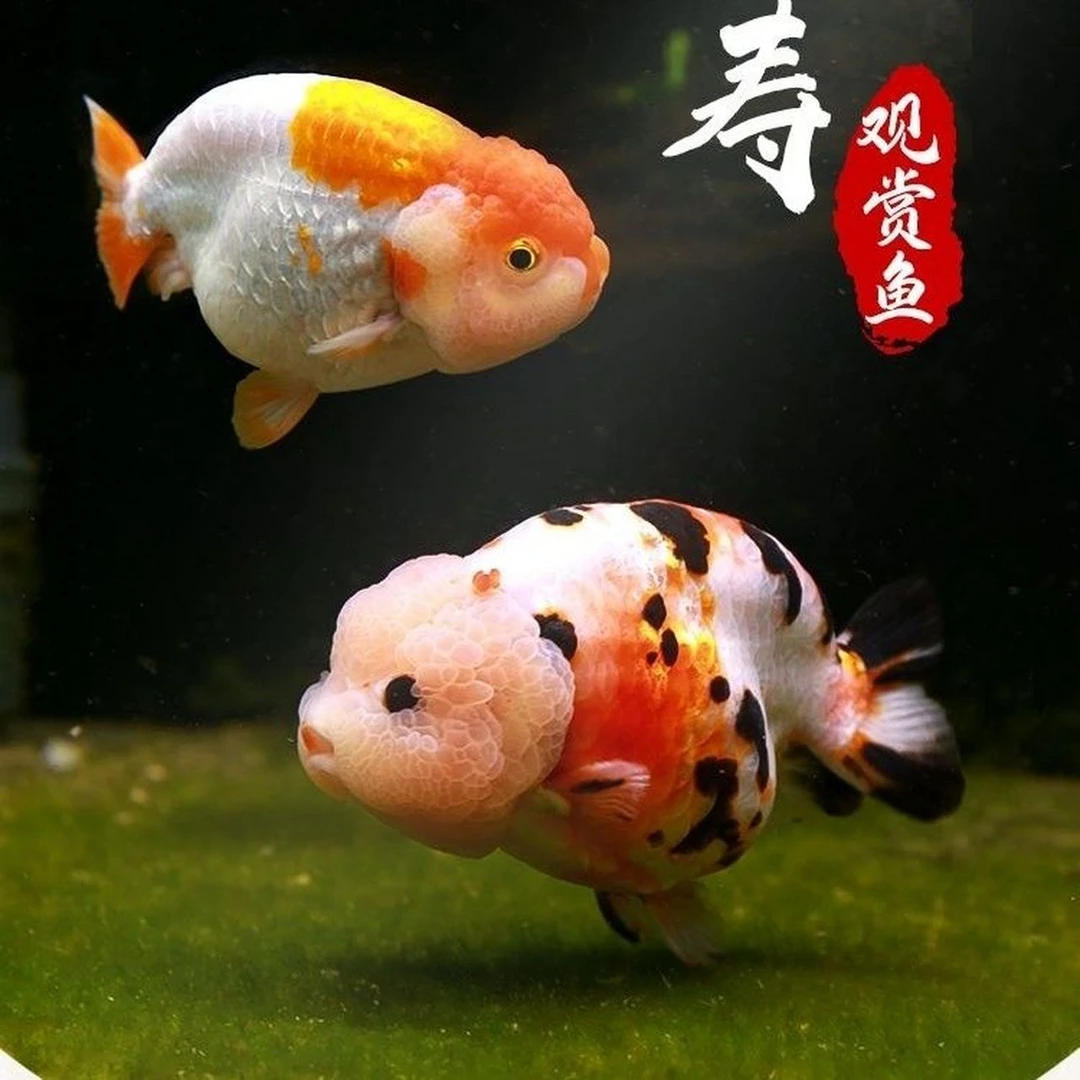 开播福利！大体兰寿9-11公分鱼苗，广温观赏鱼！