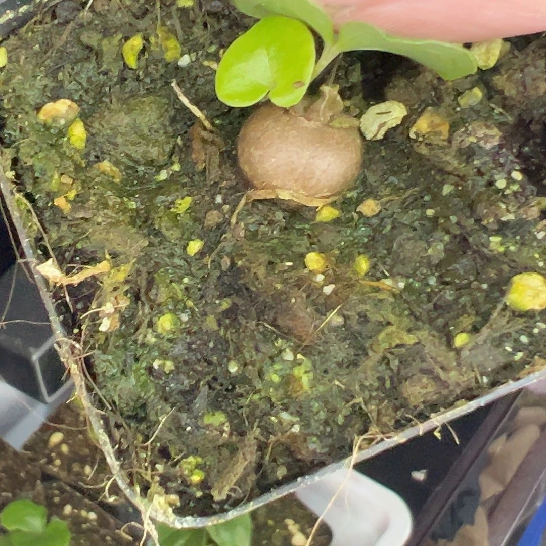 多肉植物专拍植物不退换 一物一拍 698