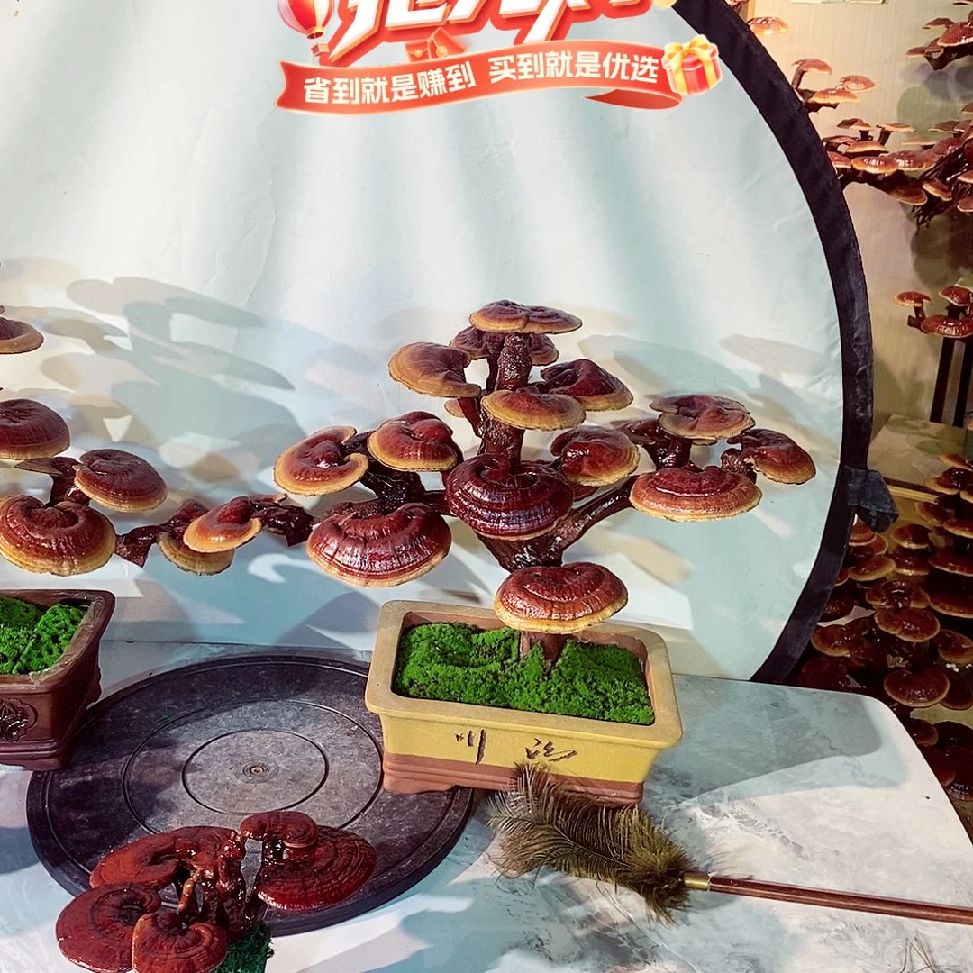 陆***窗无花朵发财树发财树发财树