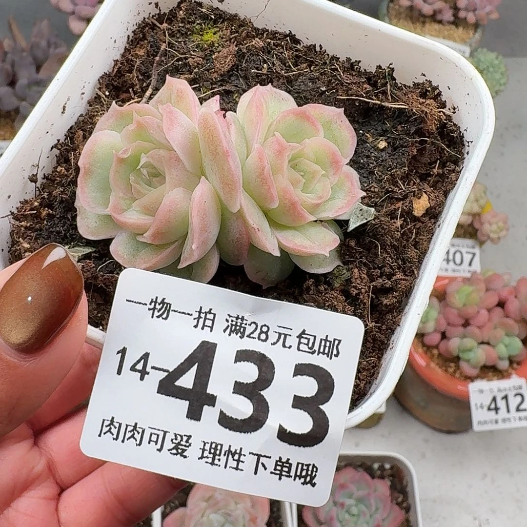 水晶虾饺无盆土发货无