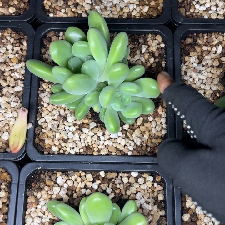 成***哥成哥法力达团购单价